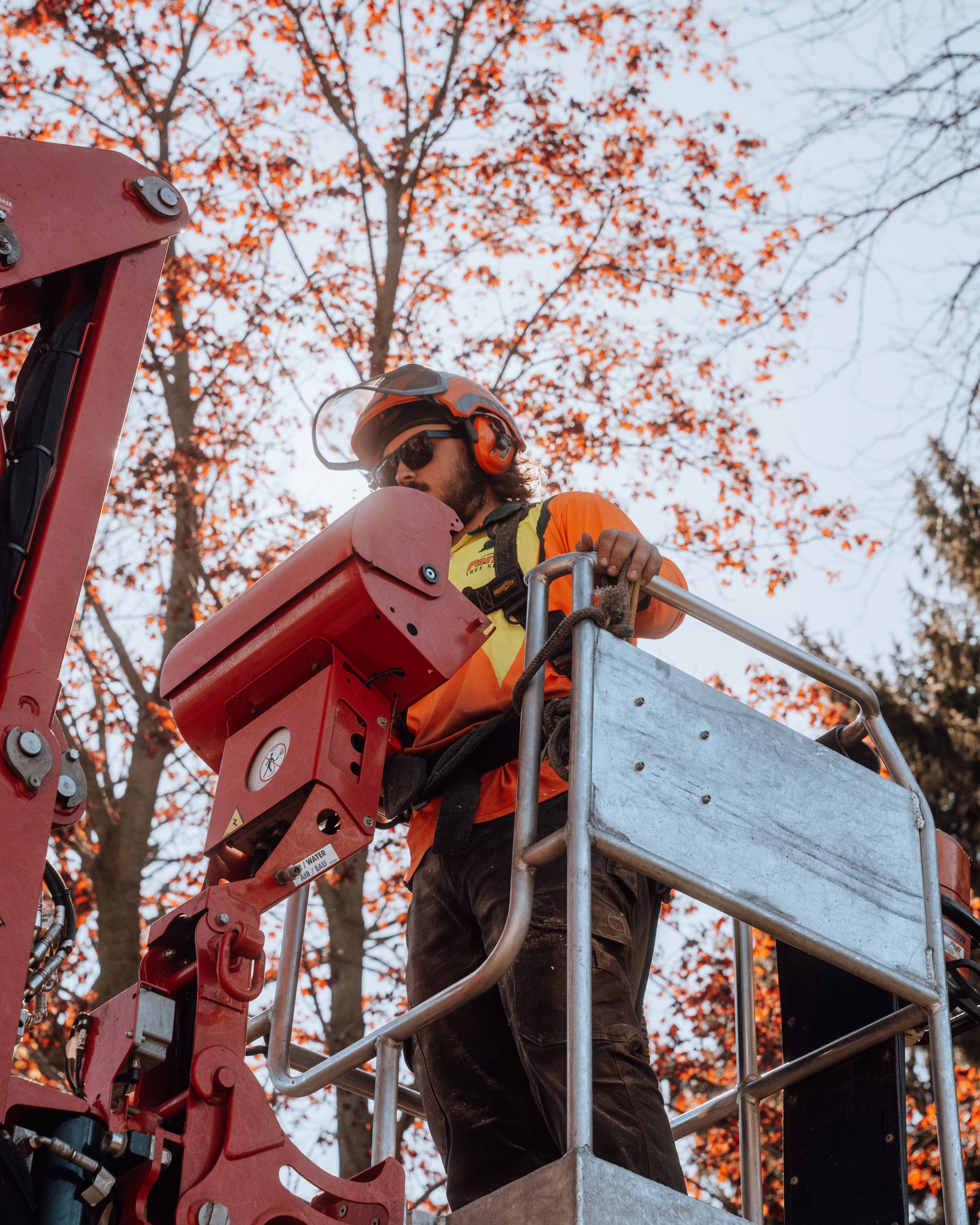 Trees Cutting Service Santa Fe Springs thumbnail